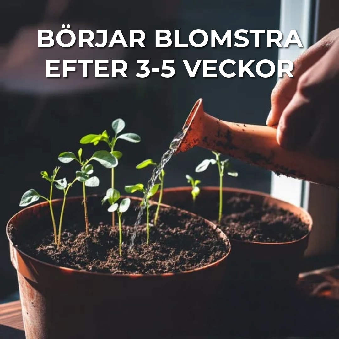 Planteringsbar Kalender 2025